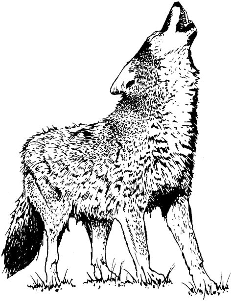 wolf pictures free|free printable wolf pictures.